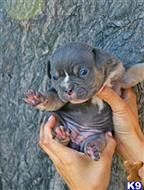american bully puppy posted by Exotic Bully